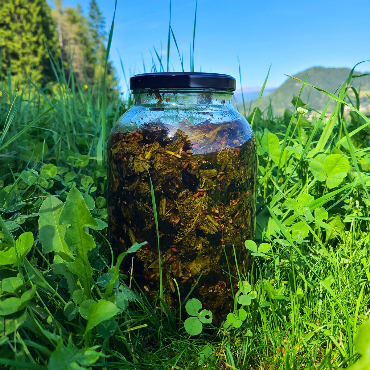 Kategorie Geballte Pflanzenkraft mit heimischen Kräutern aus eigenem Anbau.