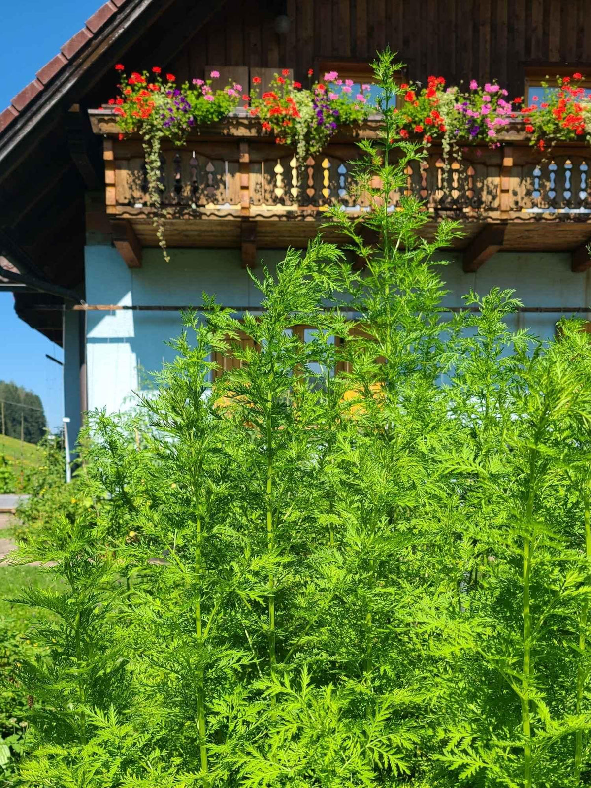 Artemisia annua Pflanzen Naturstoff