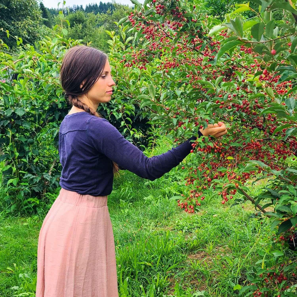 Ernte der Ölweide im frühen Sommer | Naturstoff