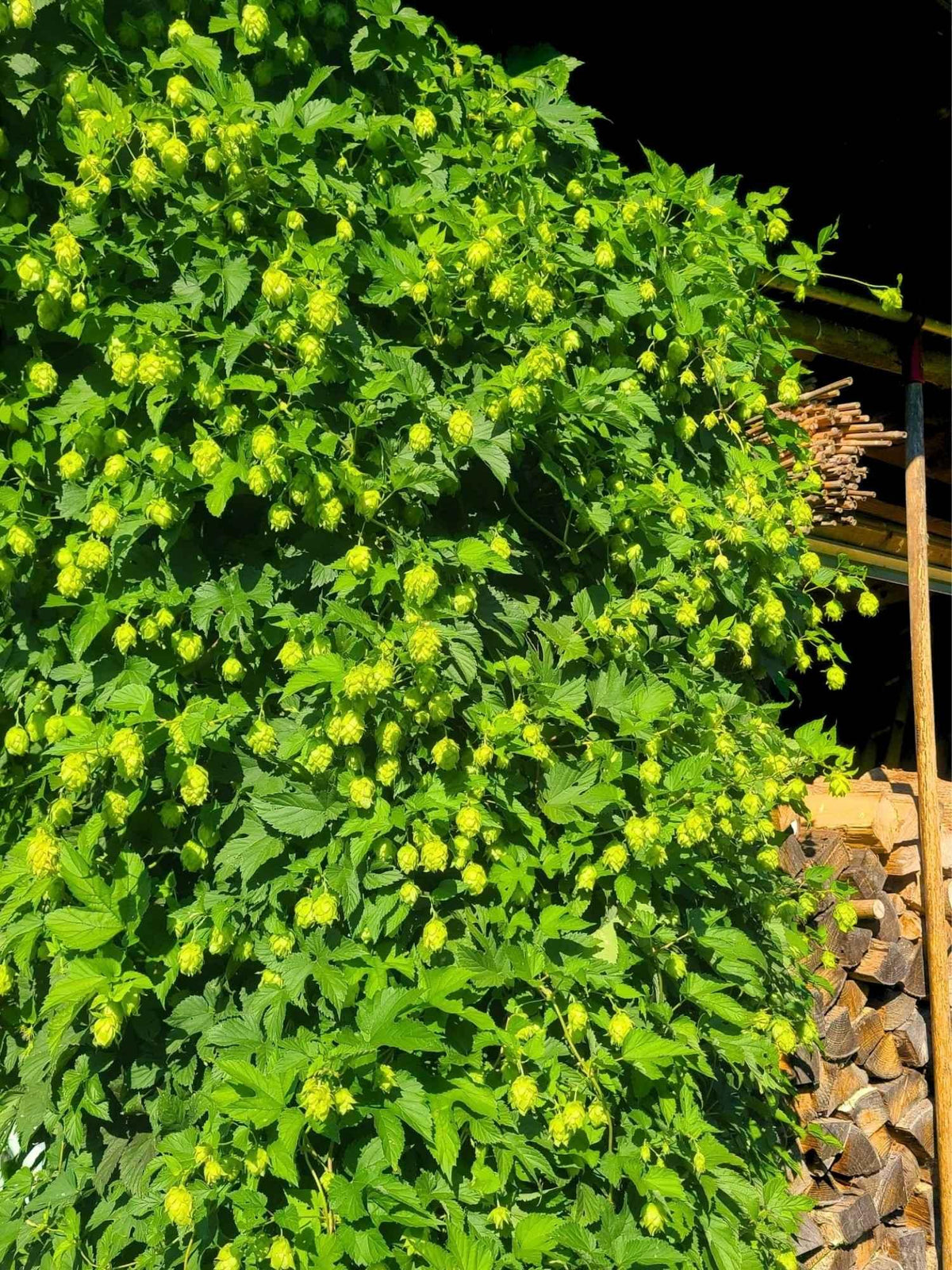 Hopfen in unserem steirischen Familiengarten | Naturstoff