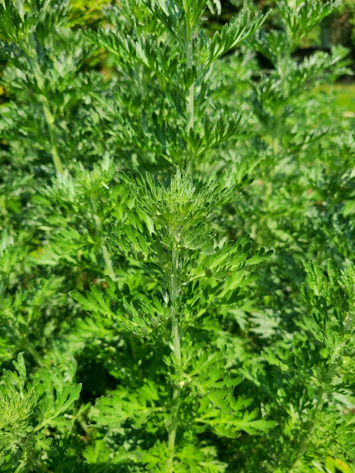Wermut Pflanze in unserem Garten | Naturstoff