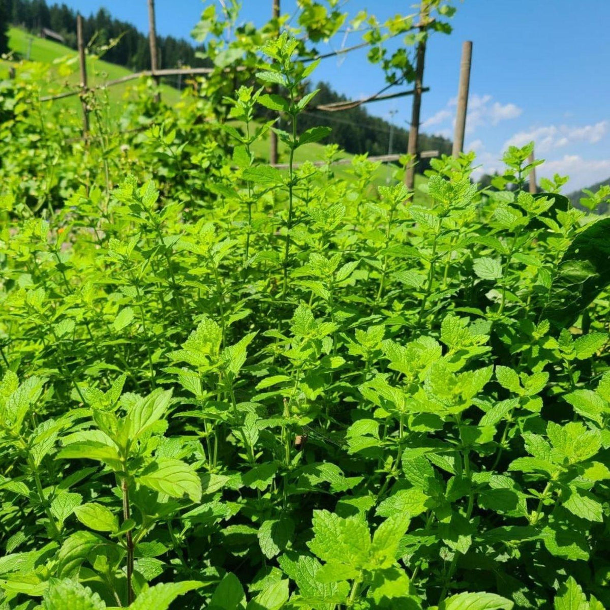 Zitronenmelisse in unserem Kräutergarten in der Steiermark | Naturstoff